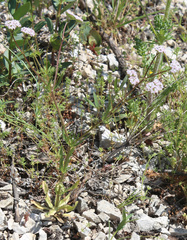 Valerianella coronata