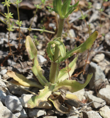 Valerianella coronata