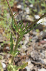 Valerianella coronata