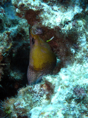 Gymnothorax rueppelliae