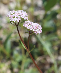 Valerianella coronata