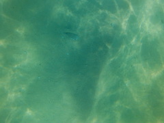 Diodon hystrix