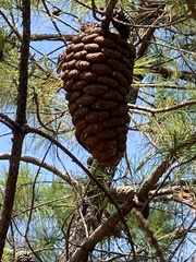 Cronartium conigenum