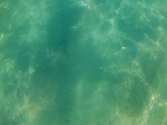 Diodon hystrix