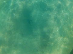 Diodon hystrix