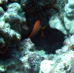 Centropyge potteri