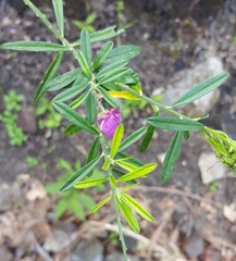 Polygala virgata