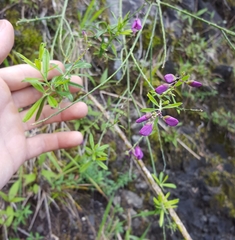 Polygala virgata