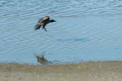 Corvus cornix