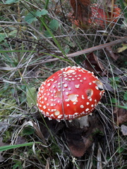 Amanita muscaria