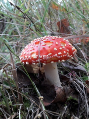 Amanita muscaria