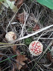 Amanita muscaria
