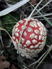 Amanita muscaria