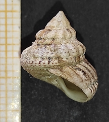 Gibbula fanulum