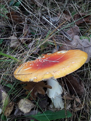 Amanita muscaria