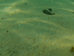 Sphoeroides lobatus