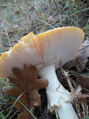 Amanita muscaria