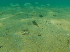 Sphoeroides lobatus