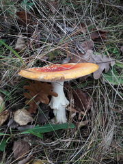 Amanita muscaria