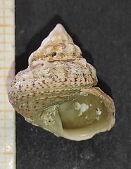Gibbula fanulum