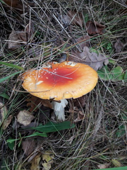 Amanita muscaria