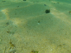 Sphoeroides lobatus