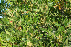 Pistacia lentiscus