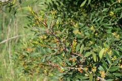 Pistacia lentiscus