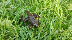 Lithobates montezumae