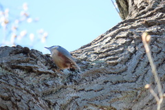 Sitta europaea
