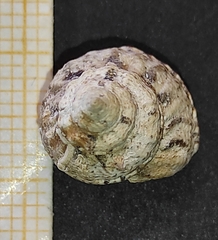 Gibbula fanulum