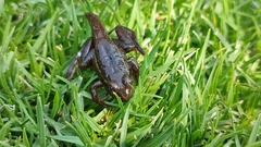 Lithobates montezumae