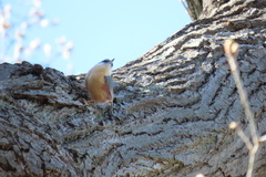 Sitta europaea