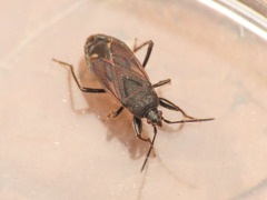 Eremocoris plebejus