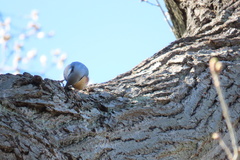 Sitta europaea