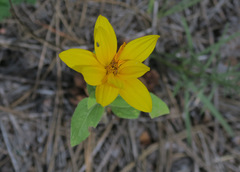 Wedelia acapulcensis