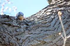 Sitta europaea