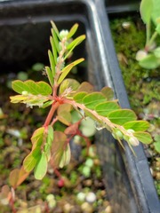 Phyllanthus leucanthus