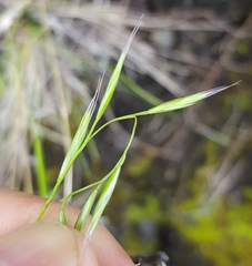 Festuca borbonica