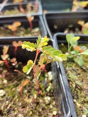 Phyllanthus leucanthus