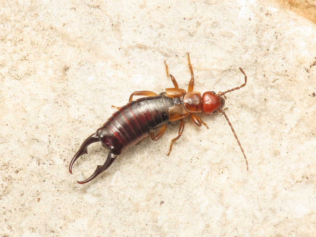Pseudochelidura orsinii