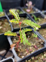 Phyllanthus leucanthus
