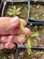 Phyllanthus leucanthus