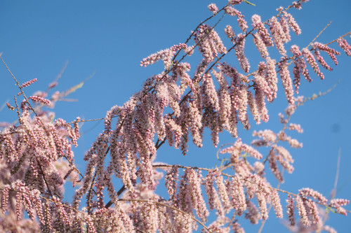 Tamarix parviflora