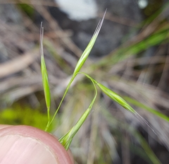 Festuca borbonica