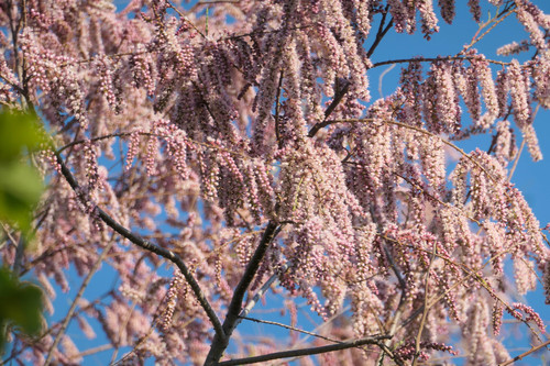 Tamarix parviflora