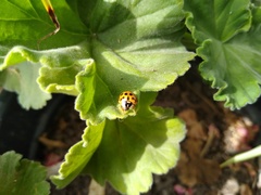 Harmonia axyridis