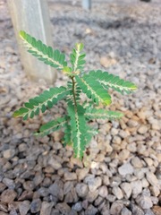 Phyllanthus leucanthus