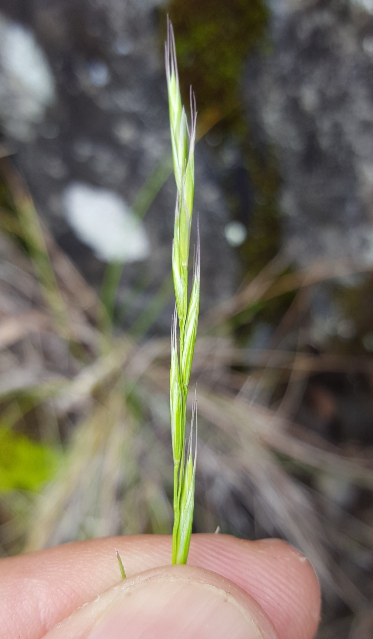 (c) François Rousseu, certains droits réservés (CC BY-NC) https://www.inaturalist.org/observations/112074629