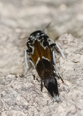 Glipa hilaris